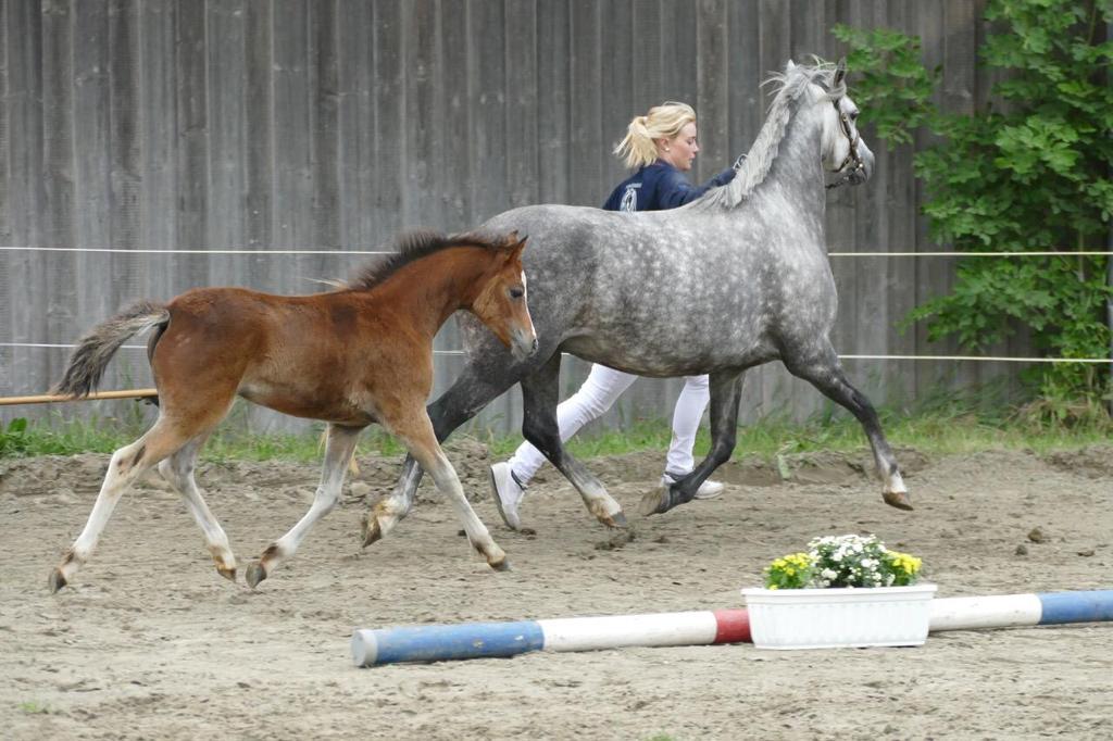 37 04 Dua Lipa mit Mutter Dorina bei der Fohlenregistrierung. Fohlenprämie