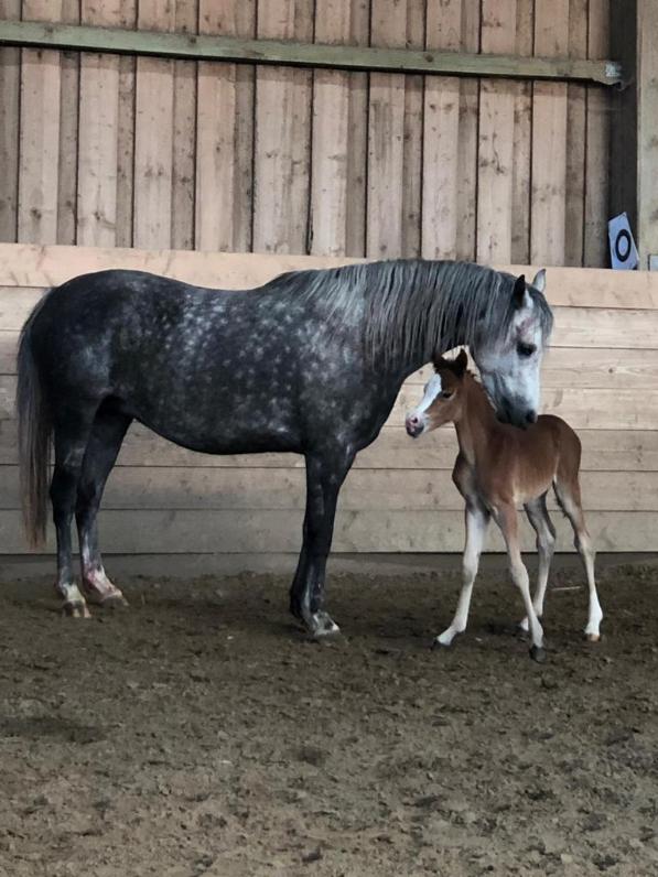 37 05 Dua Lipa mit Mutter Dorina