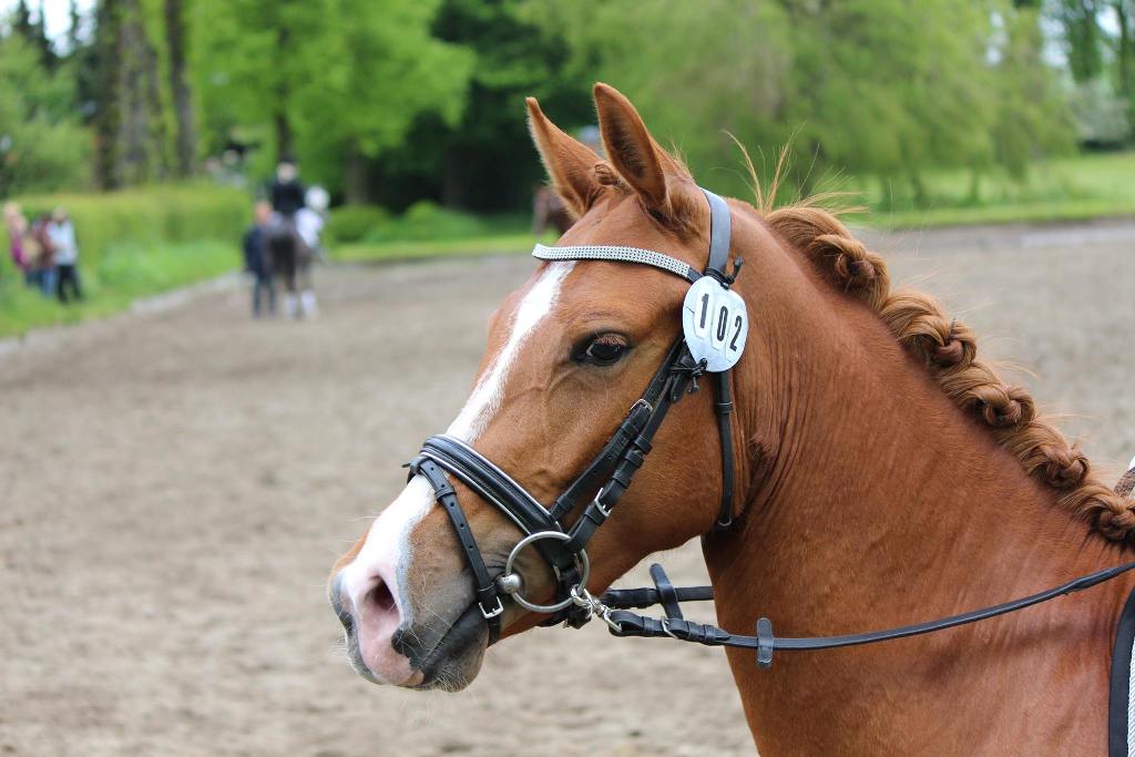 88 12 Chanti erhält eine 78 bei Ihrer Stutenleistungsprüfung