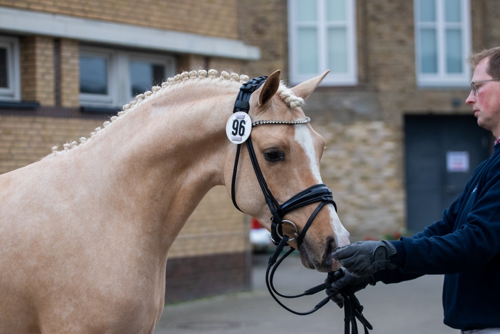 51-09-Endringhengst Petit Golden Glory