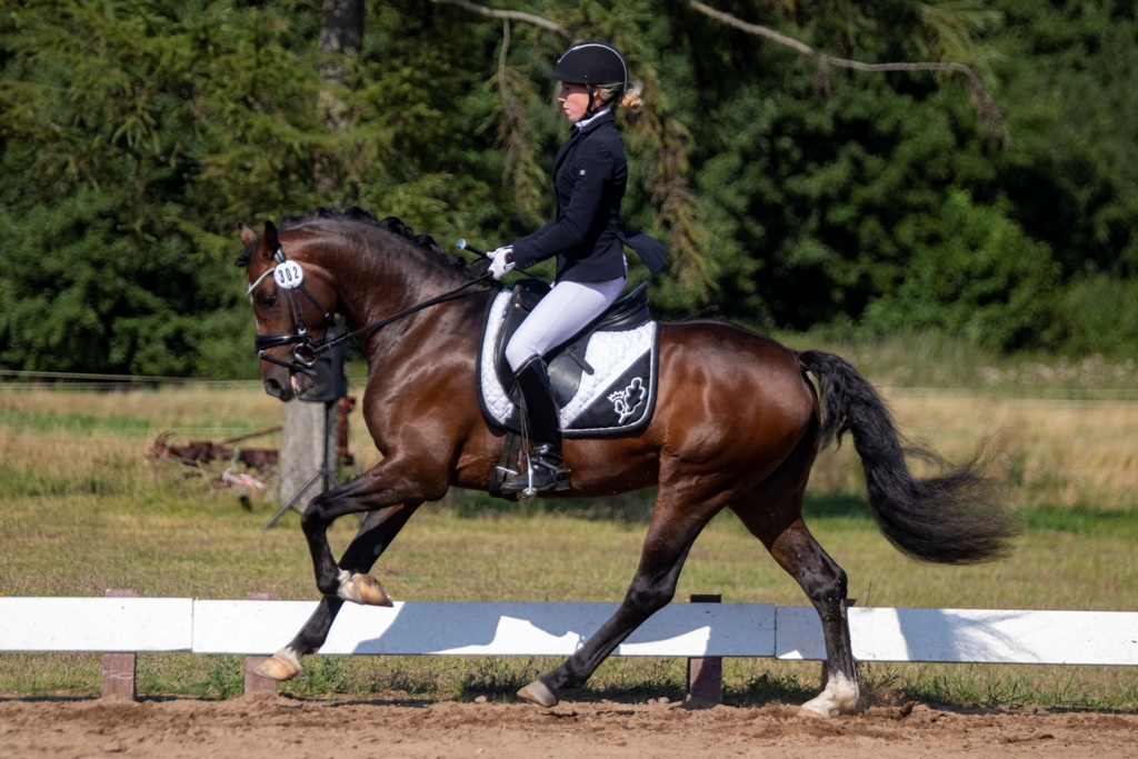 51-10-HLP Reservesieger Petit Rock the Moment